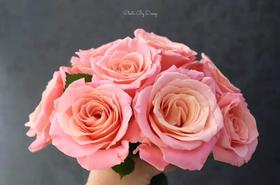 【昆明玫瑰】猪猪小姐，20枝/扎，A级