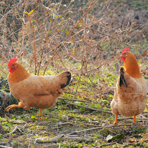 包邮 散养山林放养 柴鸡公鸡土鸡草鸡公鸡2.7斤 不喂饲料 商品图2