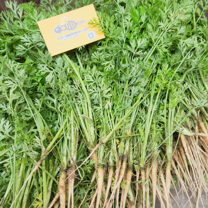 地头直达新鲜胡萝卜苗约1斤