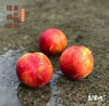 【油桃】油桃中最晚成熟的品种，鲜红色，个头饱满，果形圆润，口感脆甜不带酸，放软食用味道更佳，自带花香气息， 商品缩略图2
