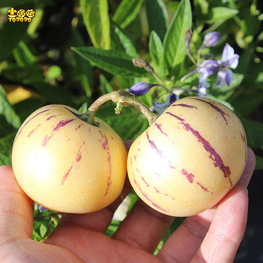 土哆哆云南石林树上熟人参果圆果现摘发货 清甜爆汁皮薄 商品图3