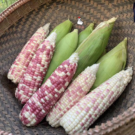 云南西双版纳香糯小玉米  4斤 （真空袋保鲜发货） 商品图11