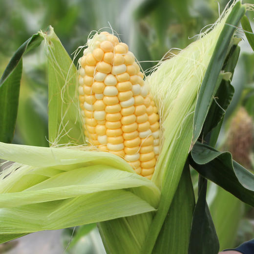 五峰长乐坪甜苞谷水果玉米5斤可生吃