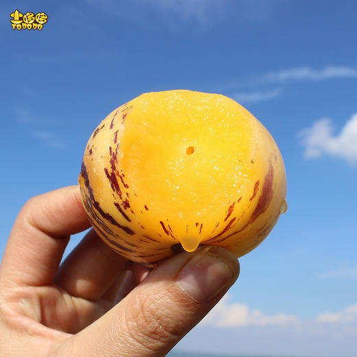 土哆哆云南石林树上熟人参果圆果现摘发货 清甜爆汁皮薄 商品图0