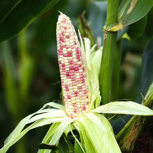 云南西双版纳香糯小玉米  4斤 （真空袋保鲜发货） 商品图12