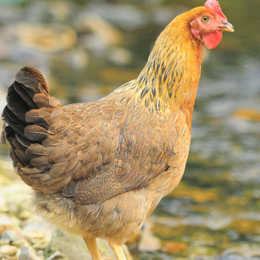 包邮 散养山林放养 柴鸡公鸡土鸡草鸡公鸡2.7斤 不喂饲料 商品图3