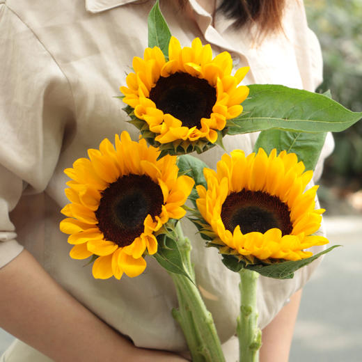 【周四秒杀】A级向日葵3枝39.8元 商品图1