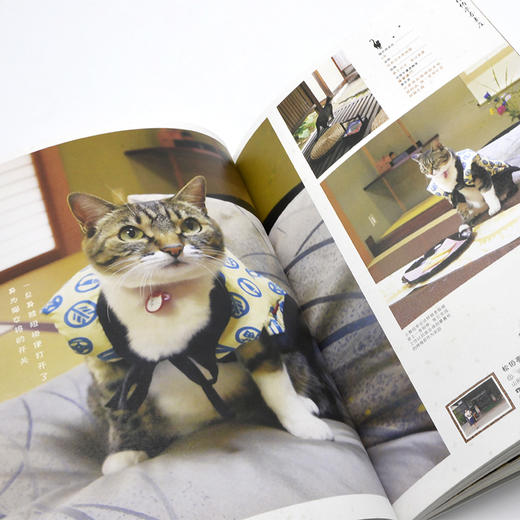 喵~欢迎来到日本的猫咪旅馆 商品图4