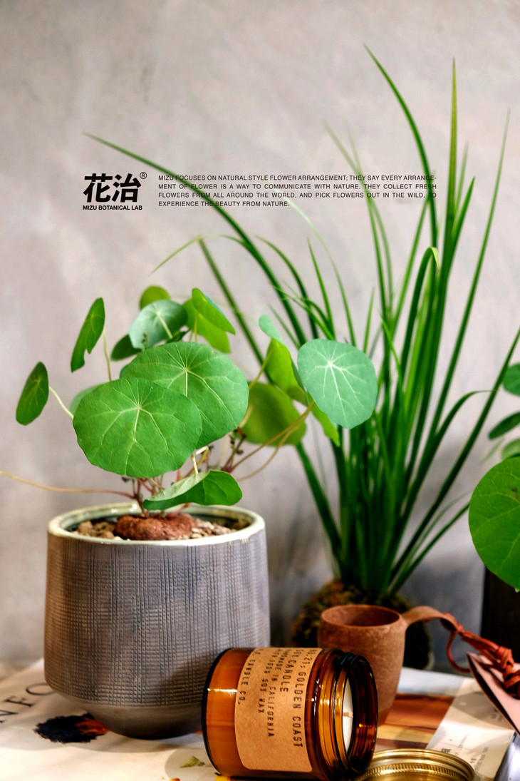 泰国进口 圆叶素可泰