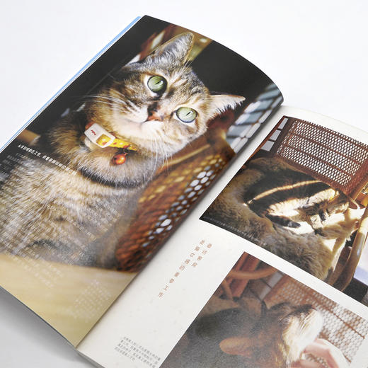 喵~欢迎来到日本的猫咪旅馆 商品图3