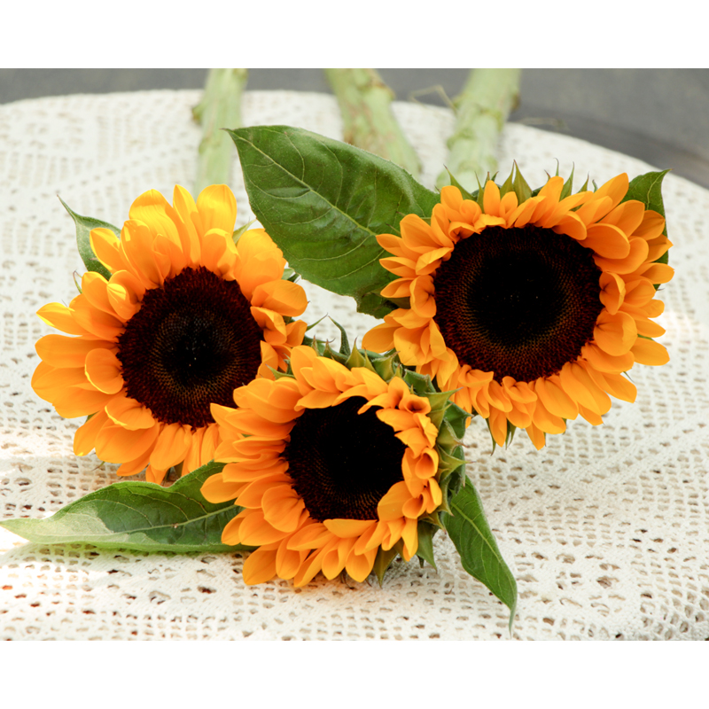 【周四秒杀】A级向日葵3枝39.8元