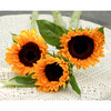 【周四秒杀】A级向日葵3枝39.8元 商品缩略图0