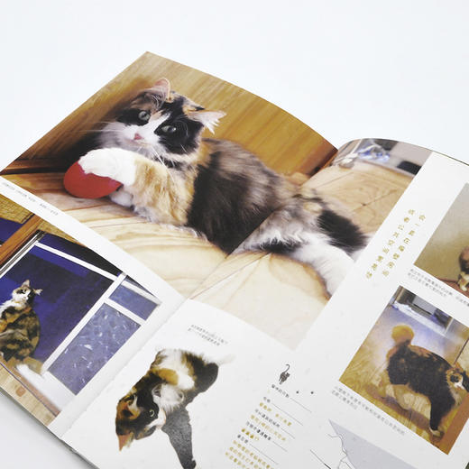 喵~欢迎来到日本的猫咪旅馆 商品图5