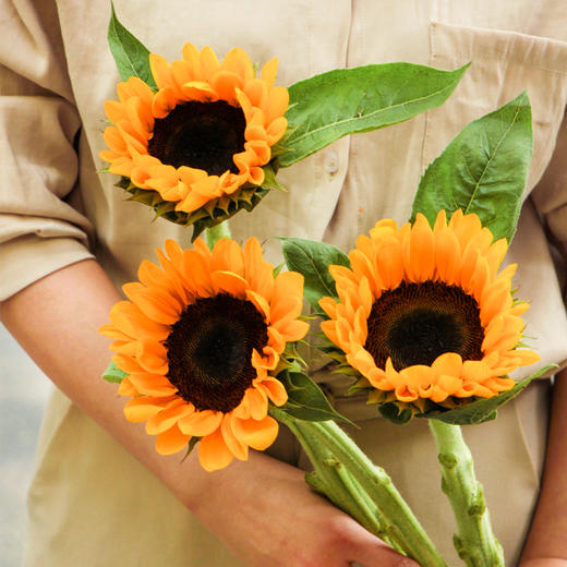 【周四秒杀】A级向日葵3枝39.8元 商品图2
