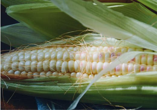 来自云南西双版纳的即食香糯小玉米，非转基因糯玉米，全程生态种植 商品图2