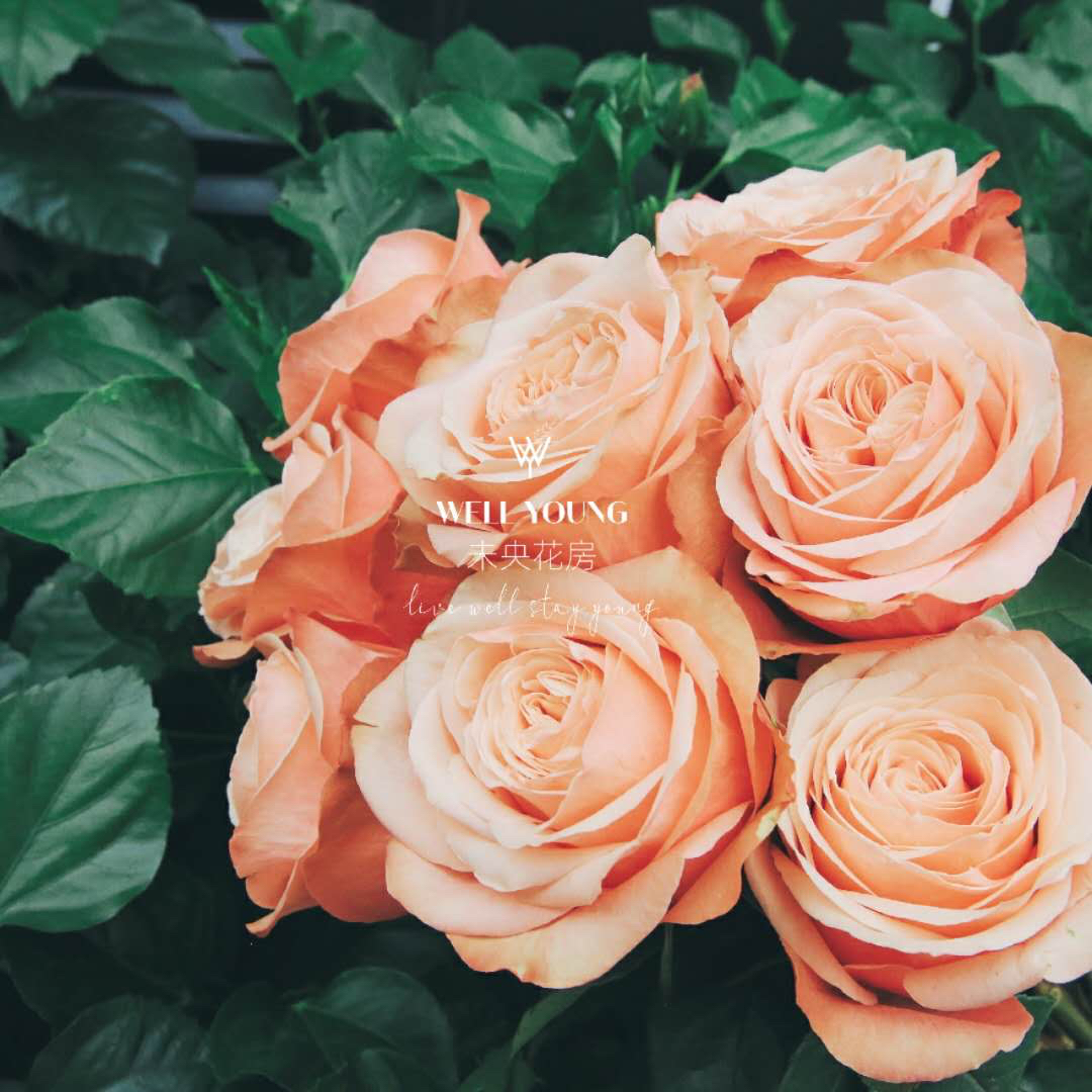 预售 厄瓜多尔玫瑰 卡哈拉