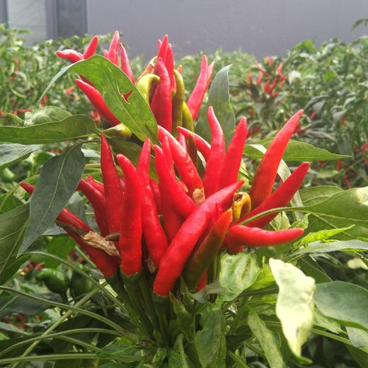 朝天椒 干辣椒 100g