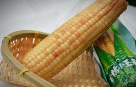 来自云南西双版纳的即食香糯小玉米，非转基因糯玉米，全程生态种植
