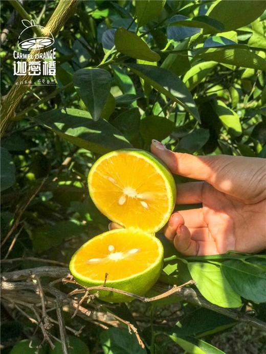 云南迦密橙   5斤精品装 商品图2