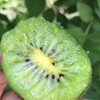 绿心猕猴桃 商品缩略图7