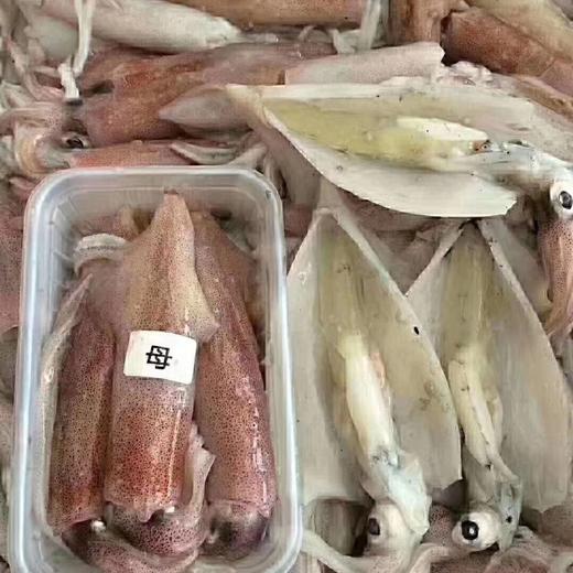 【母鱿鱼】妈鲜乐精选母鱿鱼，部分有籽，鲜活速冻，不泡水，炒后不出水，好评率100% 商品图1