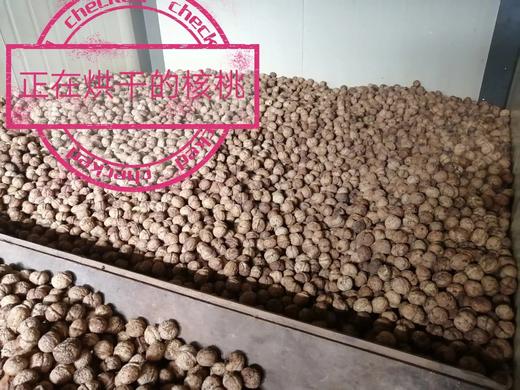 【买就送】云南野生古树核桃 (采用机器剥青皮 柴火烘干）！！ 商品图12
