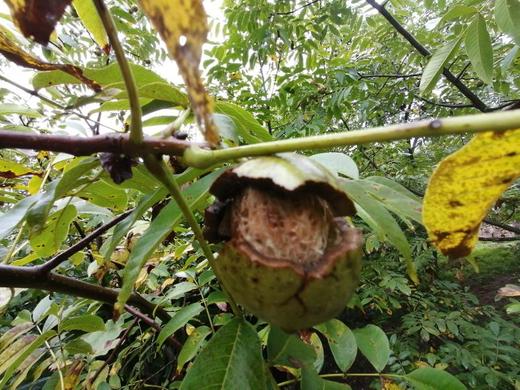 【买就送】云南野生古树核桃 (采用机器剥青皮 柴火烘干）！！ 商品图5