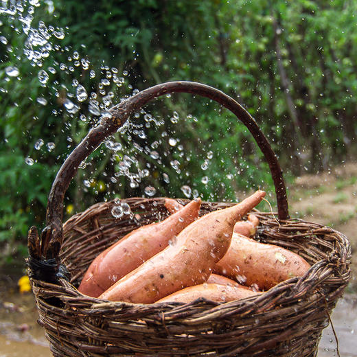 山地甘薯|陕北黄土高原晚熟品种甜腻可口的红薯现挖现发