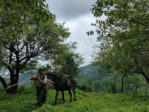 【买就送】云南野生古树核桃 (采用机器剥青皮 柴火烘干）！！ 商品图6
