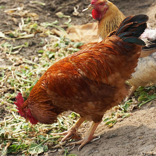 有机华禾农场山林散养公鸡