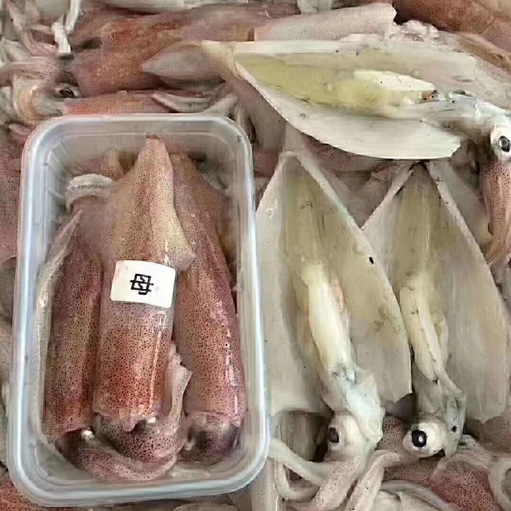 有籽母鱿鱼妈鲜乐精选母鱿鱼条条有籽鲜活速冻不泡水炒后不出水好评率
