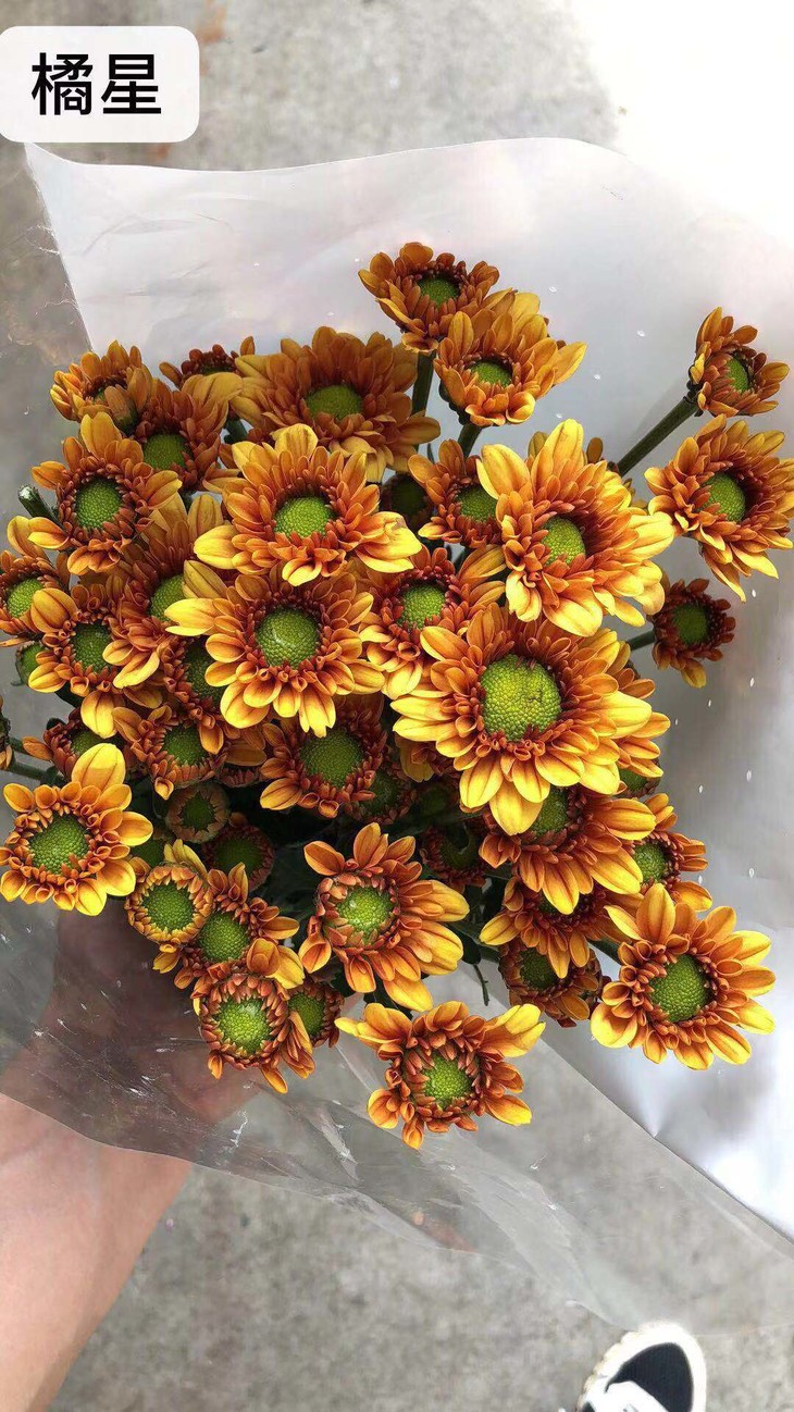 【读本鲜花】a级混色小雏菊/单色小雏菊(花期超久,耐运输,包邮)