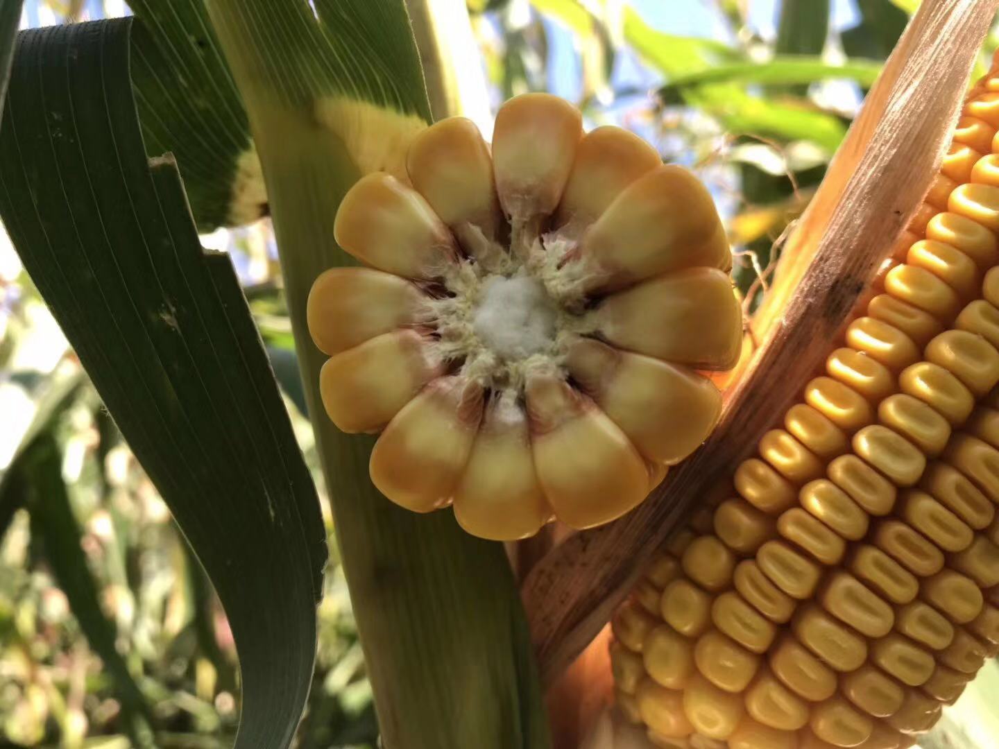 育种经验：三十二条