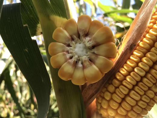 育种经验：三十二条 商品图0