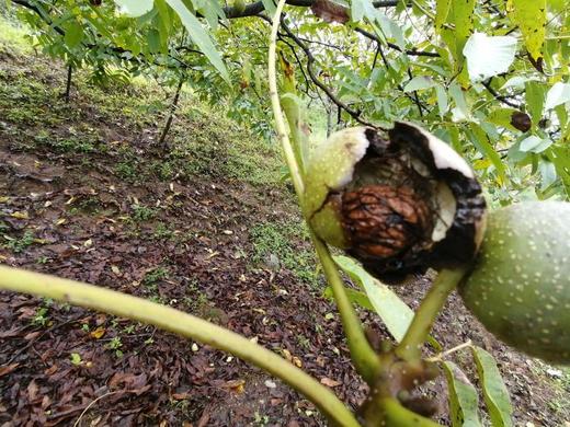 【买就送】云南野生古树核桃 (采用机器剥青皮 柴火烘干）！！ 商品图8