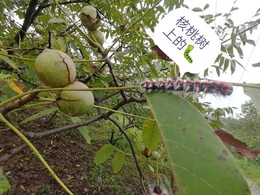 【买就送】云南野生古树核桃 (采用机器剥青皮 柴火烘干）！！ 商品图4