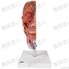 带肌肉头半部模型—德国原装进口颅脑三维模型——厂家直销——订货周期45天 商品缩略图0