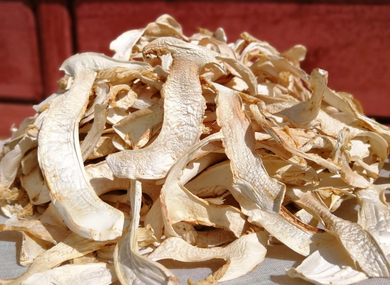 野生松茸干片
