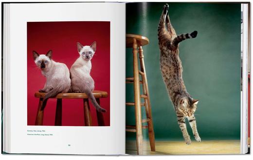 【现货】【TASCHEN】华特.钱多拉:猫咪摄影集1942 - 2018 商品图3