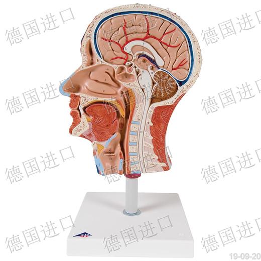 带肌肉头半部模型—德国原装进口颅脑三维模型——厂家直销——订货周期45天 商品图1
