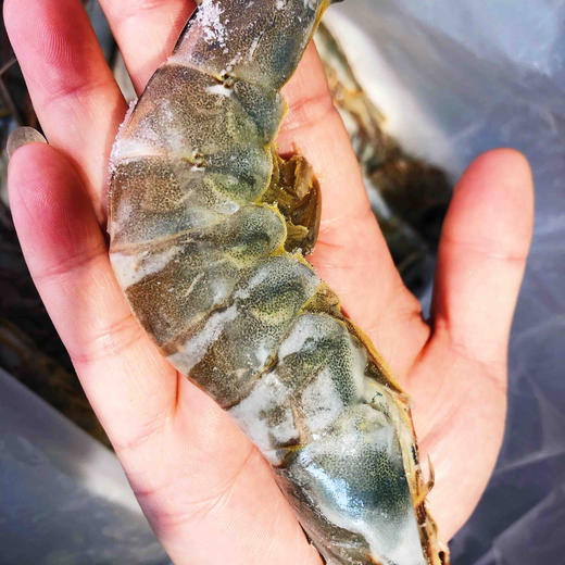马来虾皇15kg活冻生虾08个头超大有一只手掌大味鲜嫩弹壳薄虾肥只卖