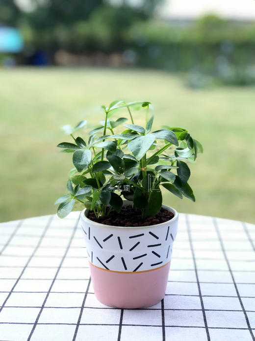 精品绿植鸭脚木