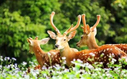 【部门活动15人起订】广州长隆动物园+大马戏+百万葵园赏花纯玩广州2天亲子之旅 商品图0