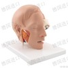 头部解剖模型——德国原装进口颅脑三维模型 商品缩略图1