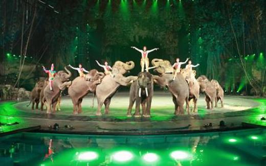 【部门活动15人起订】广州长隆动物园+大马戏+百万葵园赏花纯玩广州2天亲子之旅 商品图1