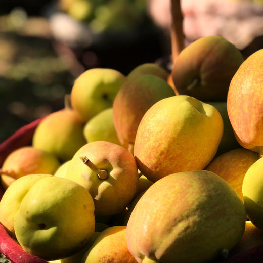 新疆库尔勒香梨5斤装 汁多渣少 商品图8