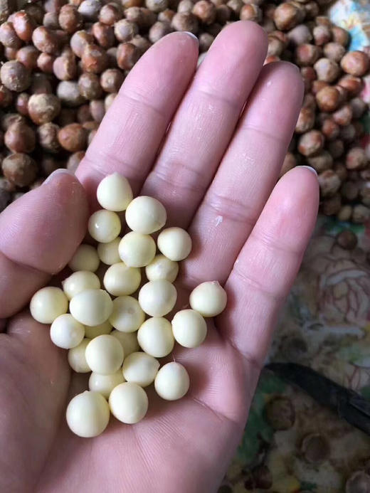 鲜芡实 商品图1