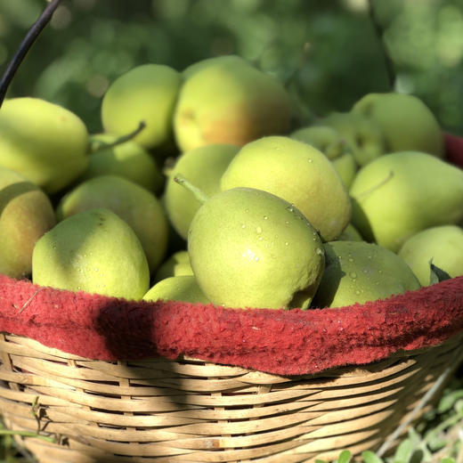 新疆库尔勒香梨5斤装 汁多渣少 商品图7