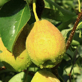 新疆库尔勒香梨5斤装 汁多渣少