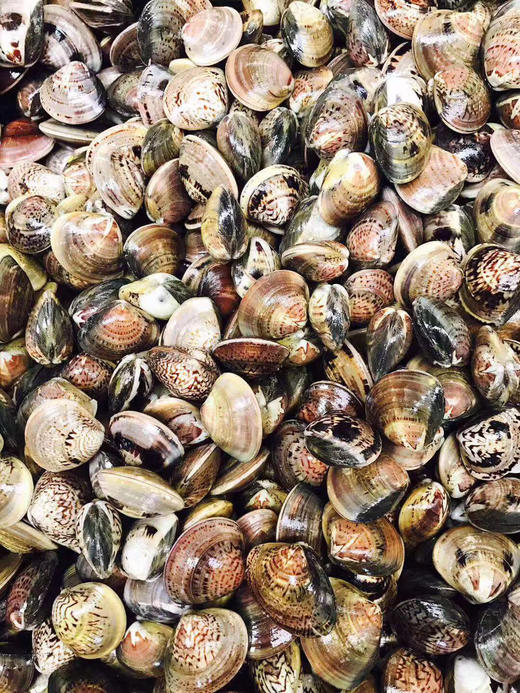 蛤蜊肉肉 商品图1